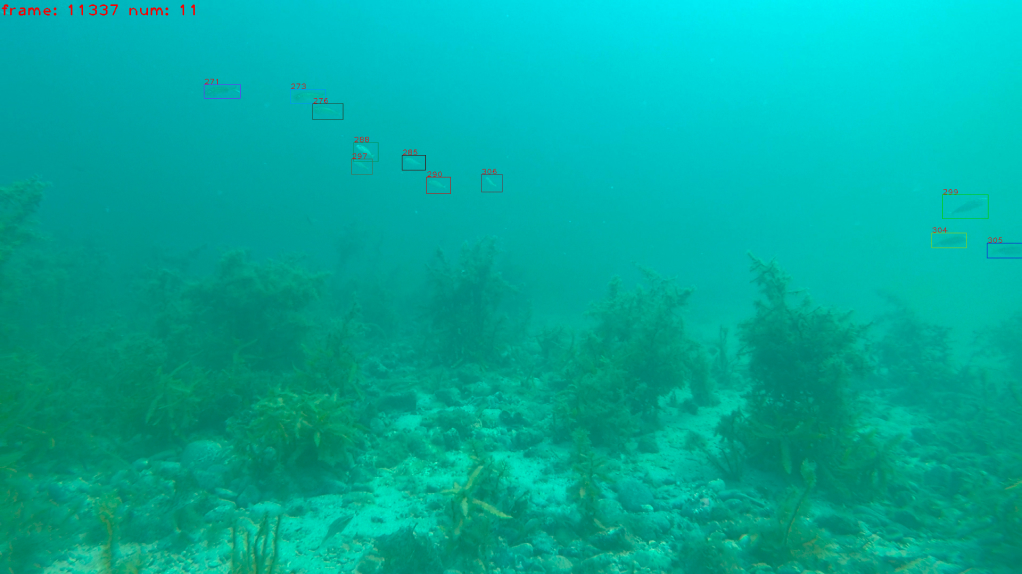 水中の魚を検知、カウントしている様子